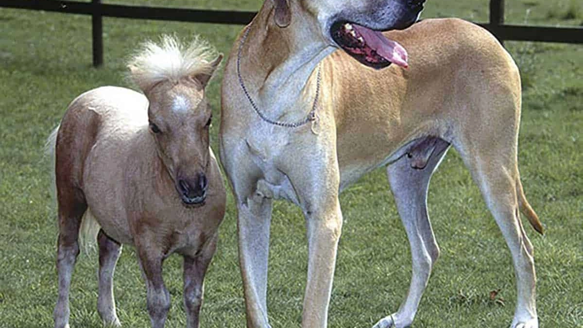 The Smallest Horse In The World - COWGIRL Magazine, image size:1200x675