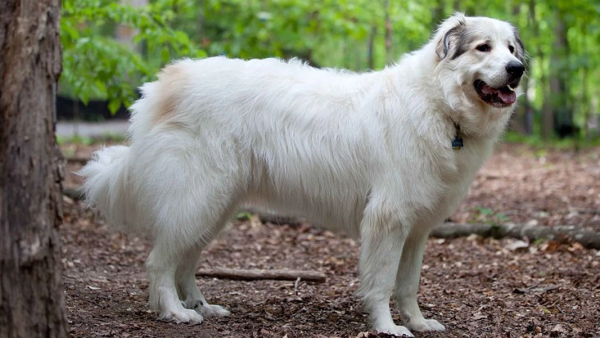 Livestock Guardian Dog Breeds: Protectors of the Herd