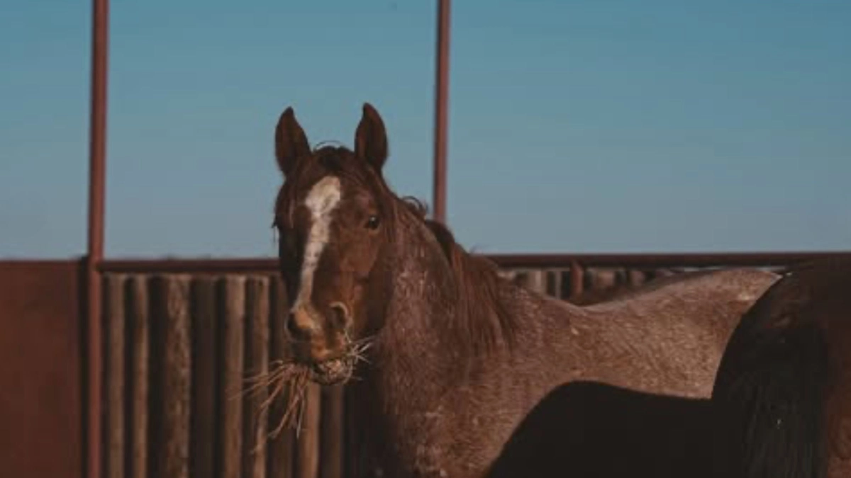 The Annual Colt Draft At 6666 Ranch: Tradition, Talent, And Legacy
