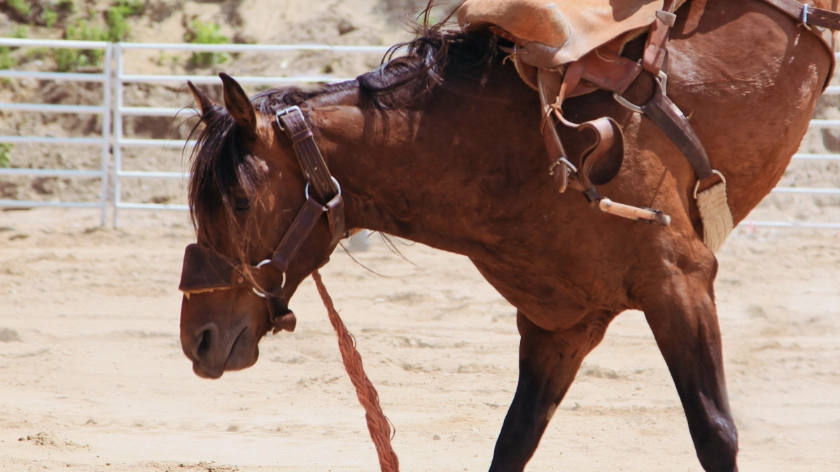 Courageous Cowgirls Competing In Ranch Bronc Riding