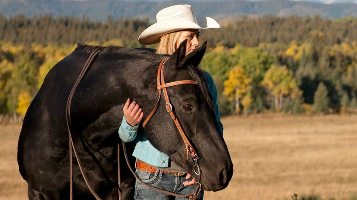 Did You Know Spartan On Heartland Is Now Played By Amber Marshall's  Real-Life Horse?
