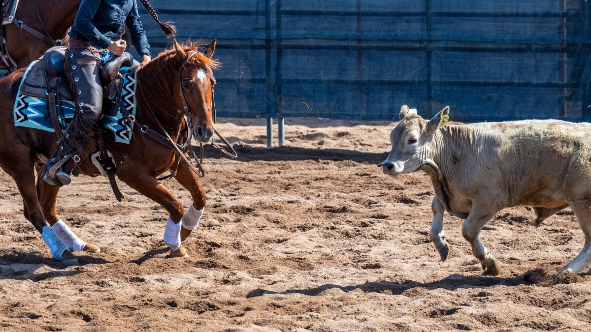 How to Get Started in Cutting Horses: Beginner’s Success Guide