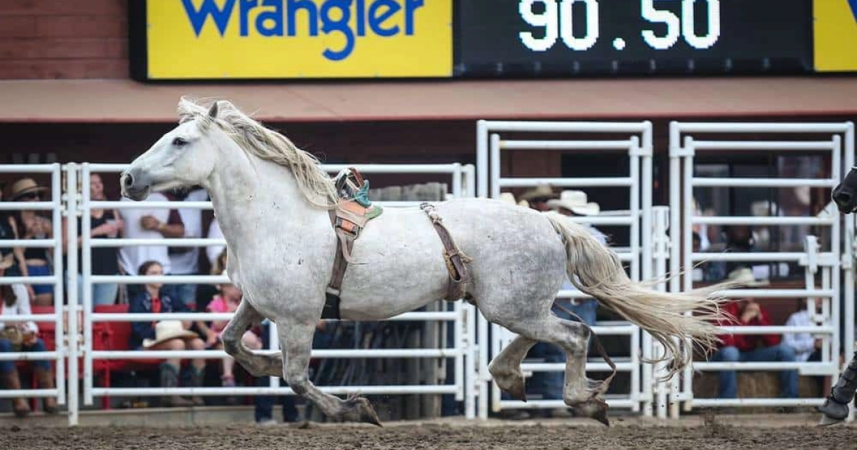 Meet The Bareback Horse Of The Year, Virgil of C5 Rodeo - COWGIRL Magazine