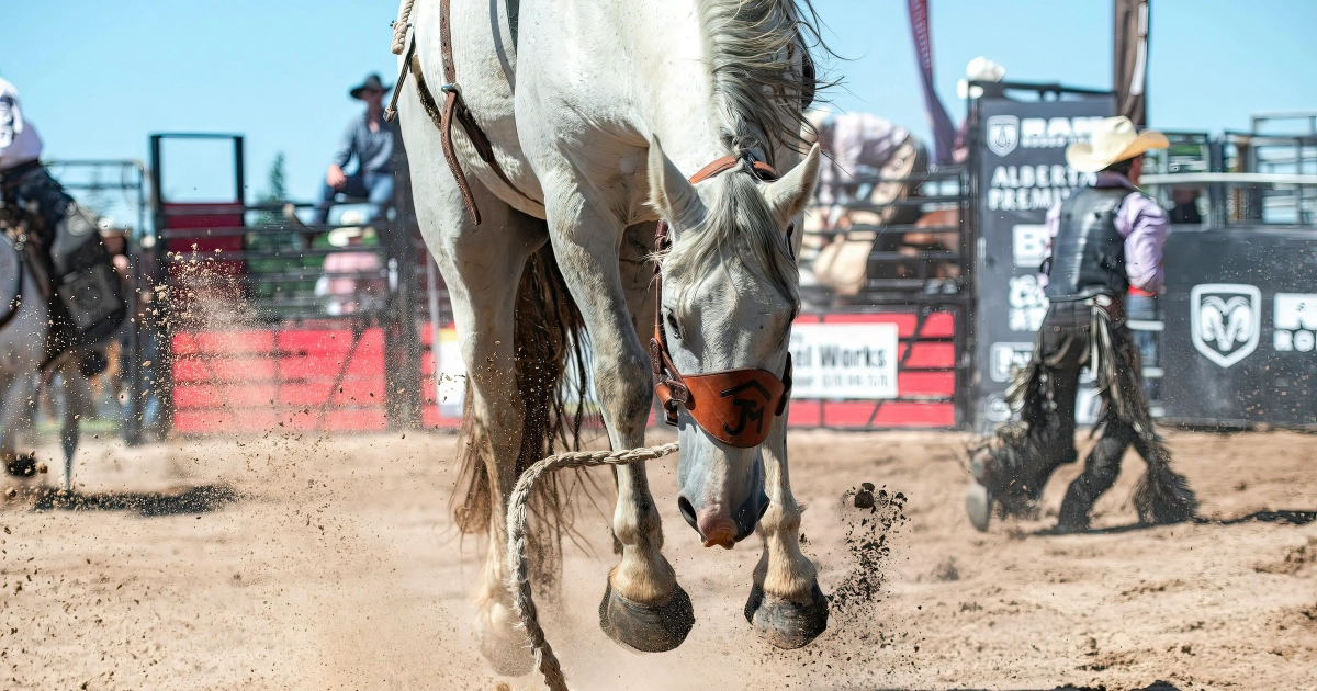 5 Fun Facts About Saddle Bronc Riding