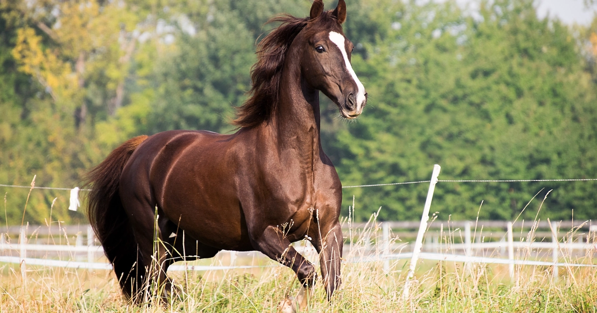 5 Gaited Horse Breeds