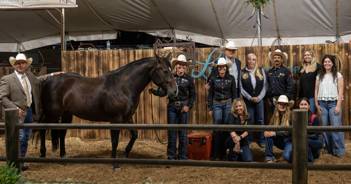 10th Annual Legacy Ranch Horse Sale Draws Record Crowds And Bids In ...