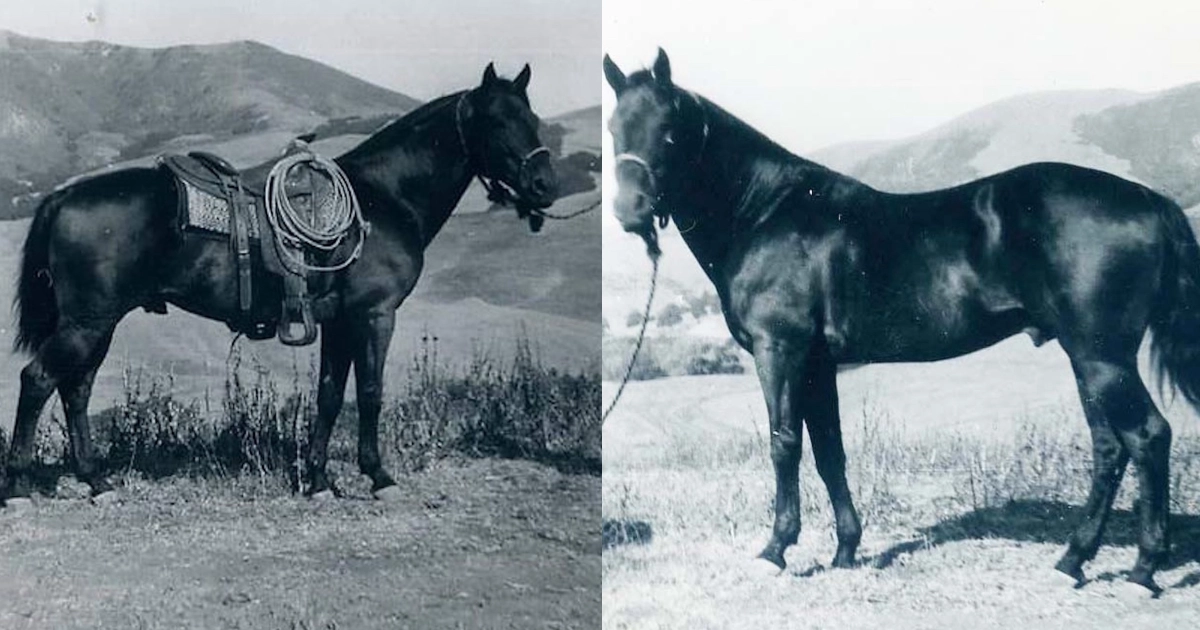 All About The Famous Stallion, Driftwood