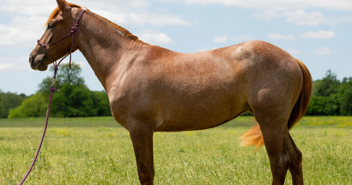 the-best-questions-to-ask-when-horse-shopping