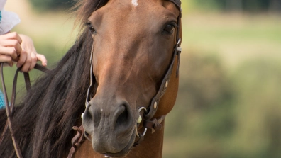 Get Your Body In The Correct Position For Western Riding - COWGIRL Magazine