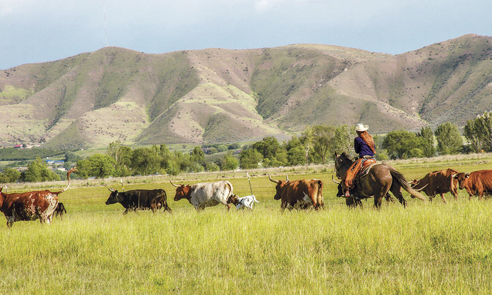 Memory T Ranch Creatures of Comfort: Getting a Gelding - COWGIRL Magazine