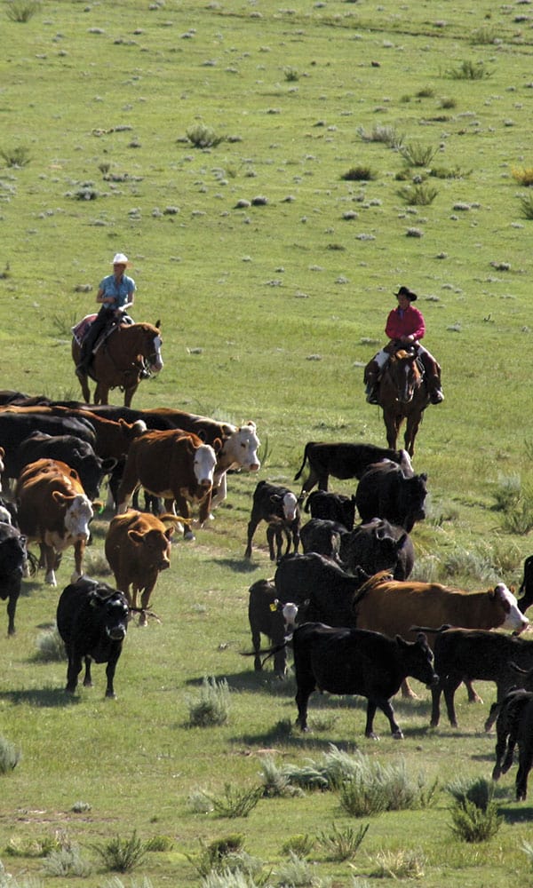 Riding the Range: Cattle Drives - COWGIRL Magazine