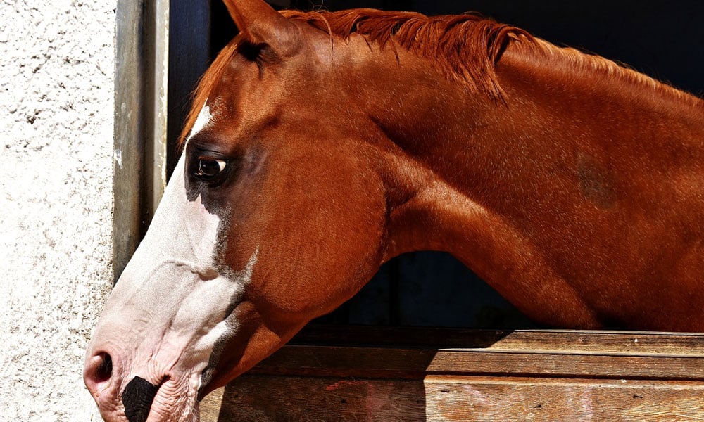 Put An End To Stall Kicking - COWGIRL Magazine