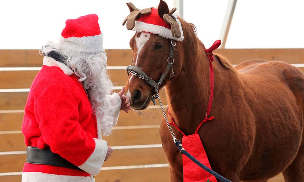 horse christmas fancy dress Horse - Do you dress your horse or pony up in a festive outfit or decorate his tack with decorations at Christmas time? If so, we'd love to see them
