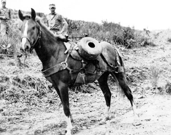 Sgt. Reckless: Meet the Horse That Became the Most Decorated Animal in Marine Corps History | Horse News and Equine Events