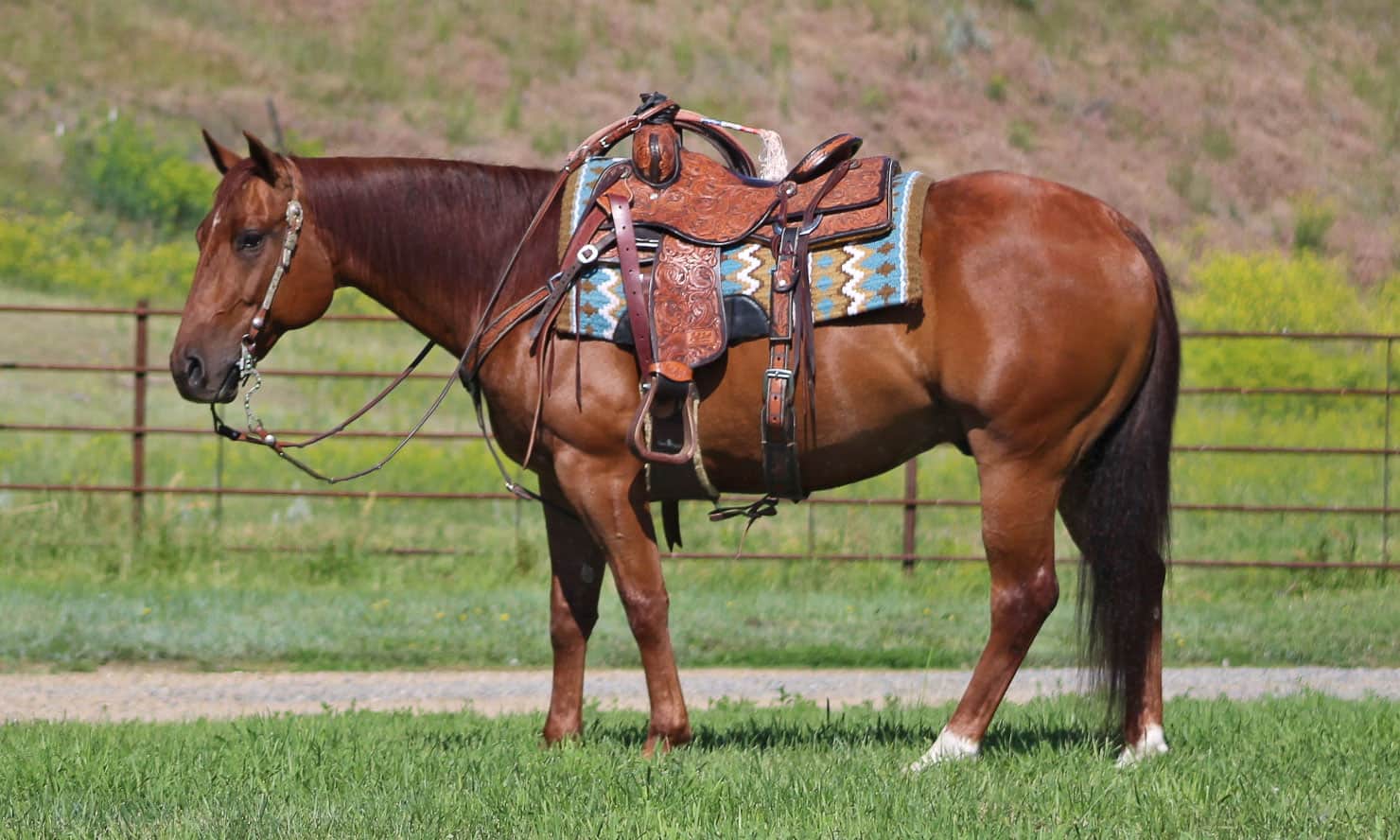 The Search For Your Next Horse Ends Here! COWGIRL Magazine