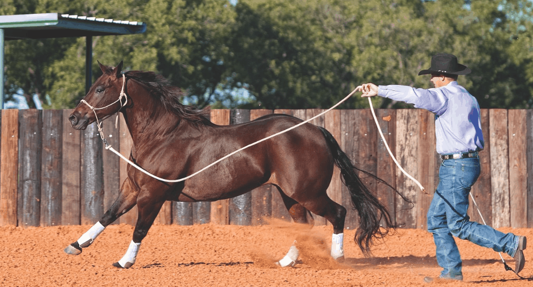 Q&A With Clinton Anderson: Hard-to-Handle Mustang | Downunder Horsemanship