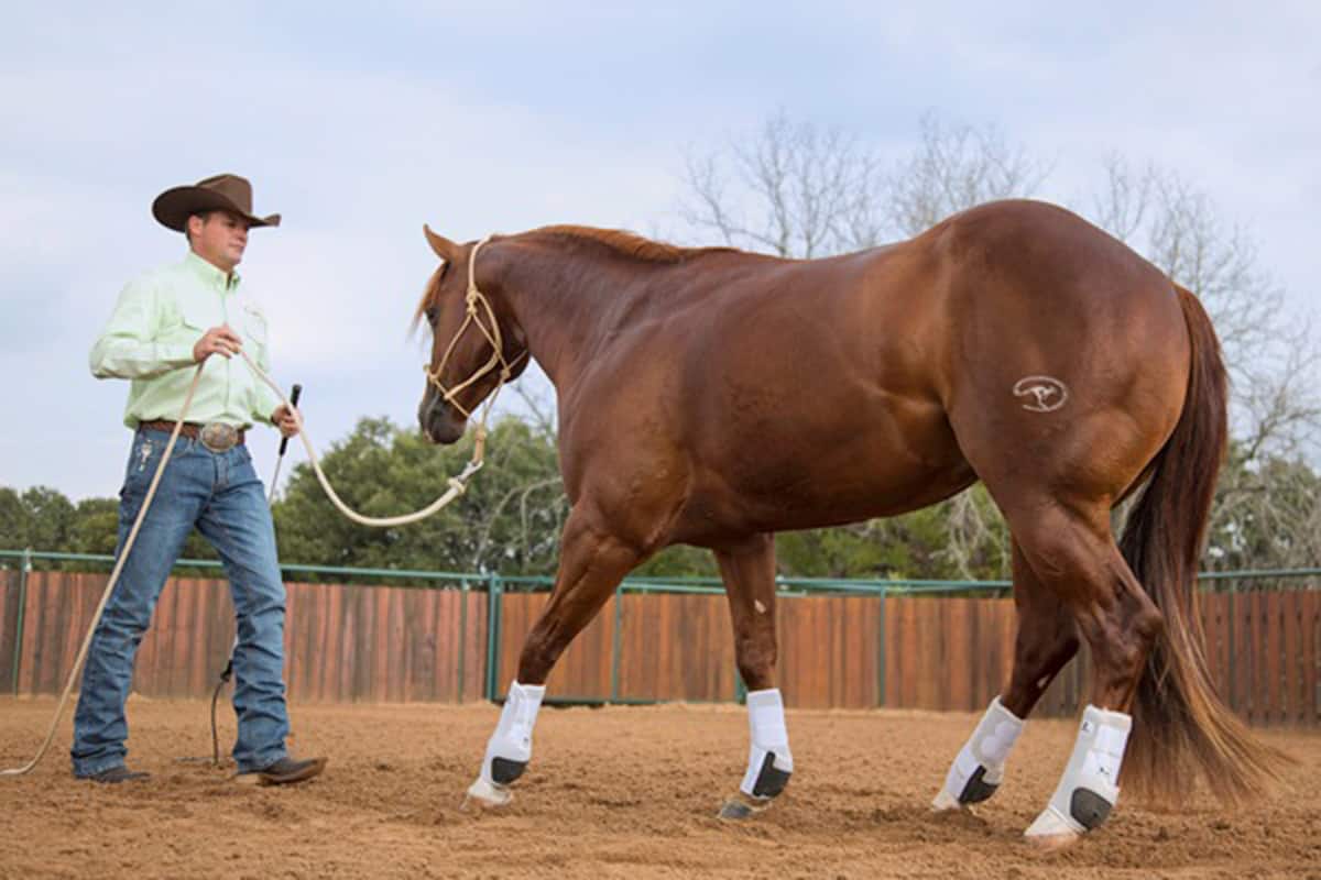 Clinton Anderson: Training a Rescue Horse, Part 3 | Downunder Horsemanship Clinton Anderson: Training a Rescue Horse, Part 3 | Downunder Horsemanship