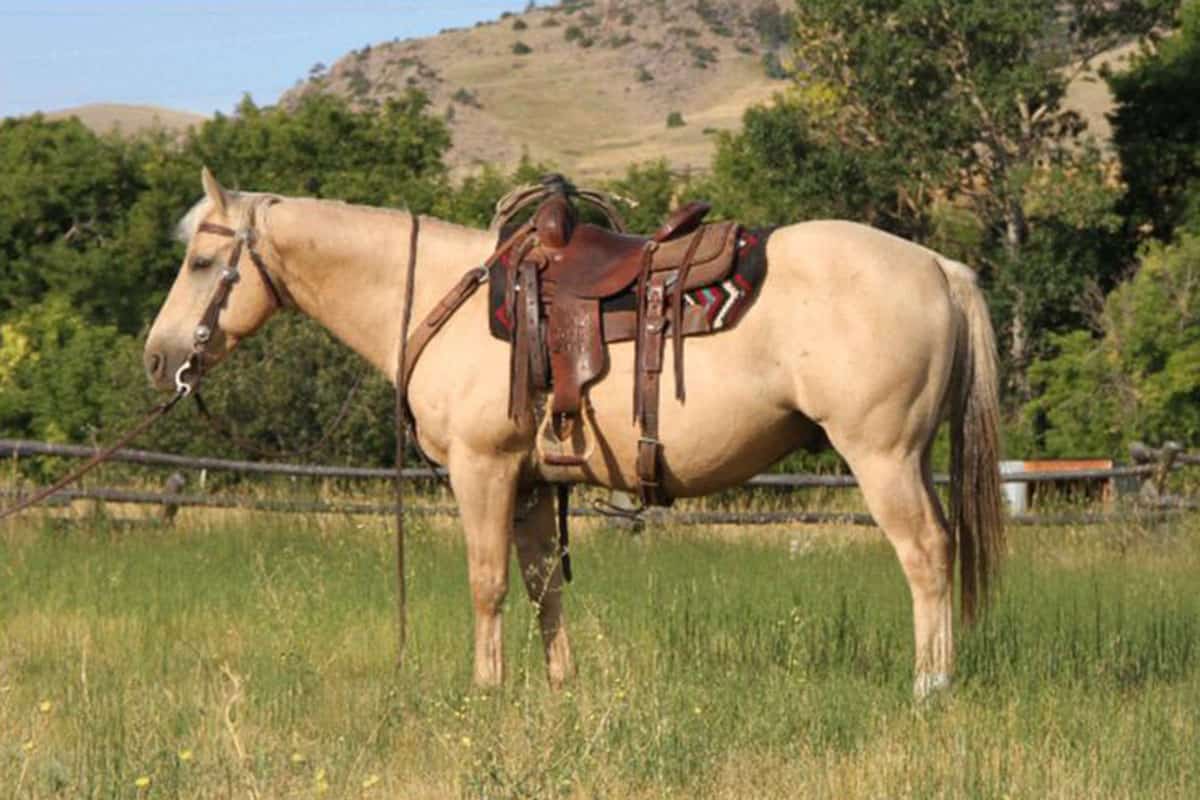 Meet The Horses Of Diamond-McNabb Ranch Horse Sale - COWGIRL Magazine