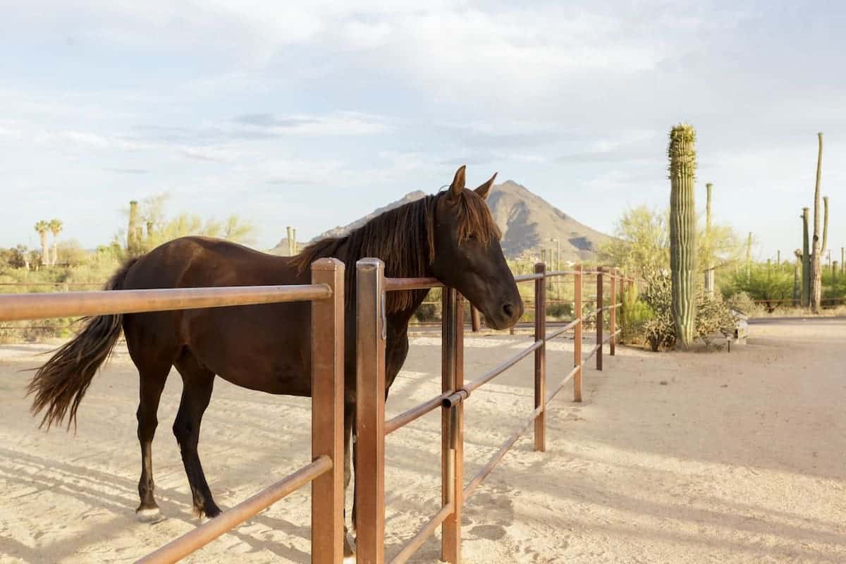 7 Unique Airbnb Rentals On Working Horse Ranches - COWGIRL Magazine