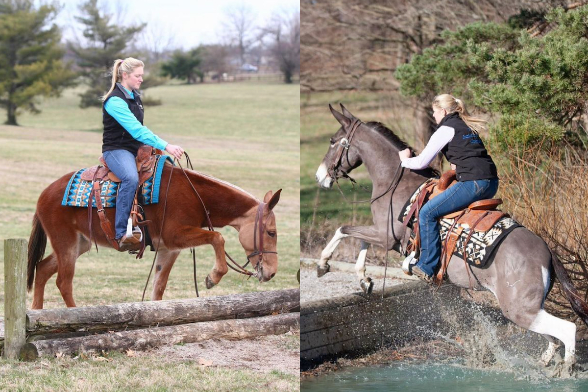 Every Ranch Needs A Mule - COWGIRL Magazine, image size:1200x800
