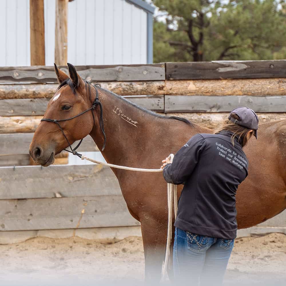 The Mustang Heritage Foundation’s Trainer Incentive Program Is Giving ...