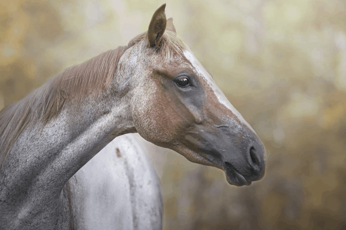 Let's See Those Roan Horses - COWGIRL Magazine, image size:1200x800