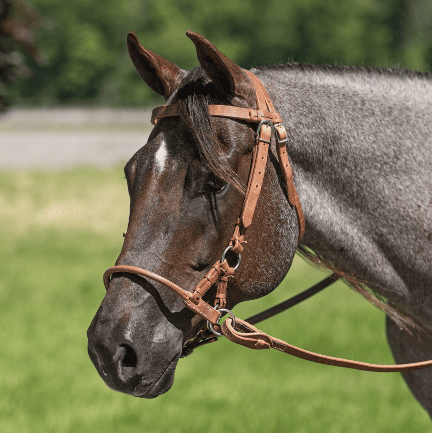 Skip The Bit And Get A Sidepull Bridle - COWGIRL Magazine