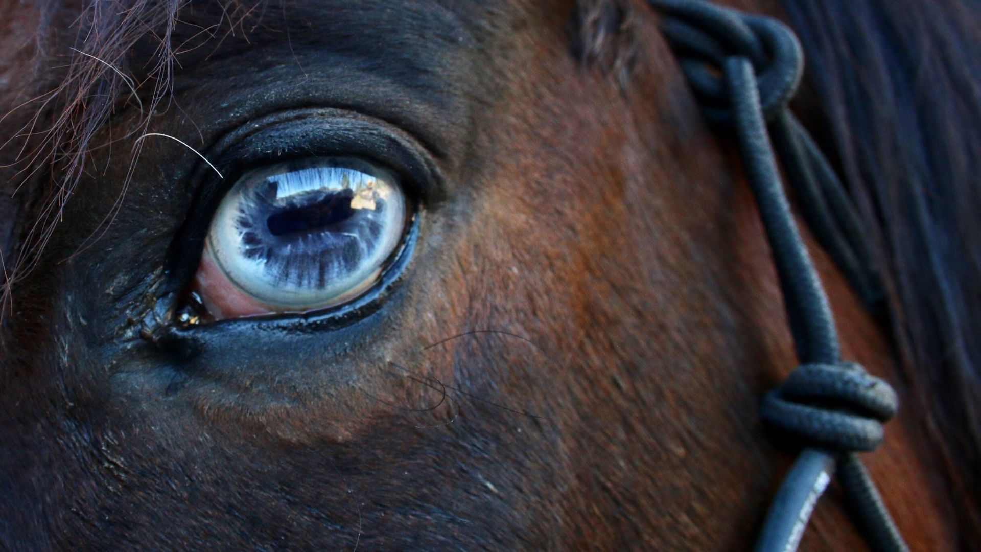 What Colors Do Horses See Best?
