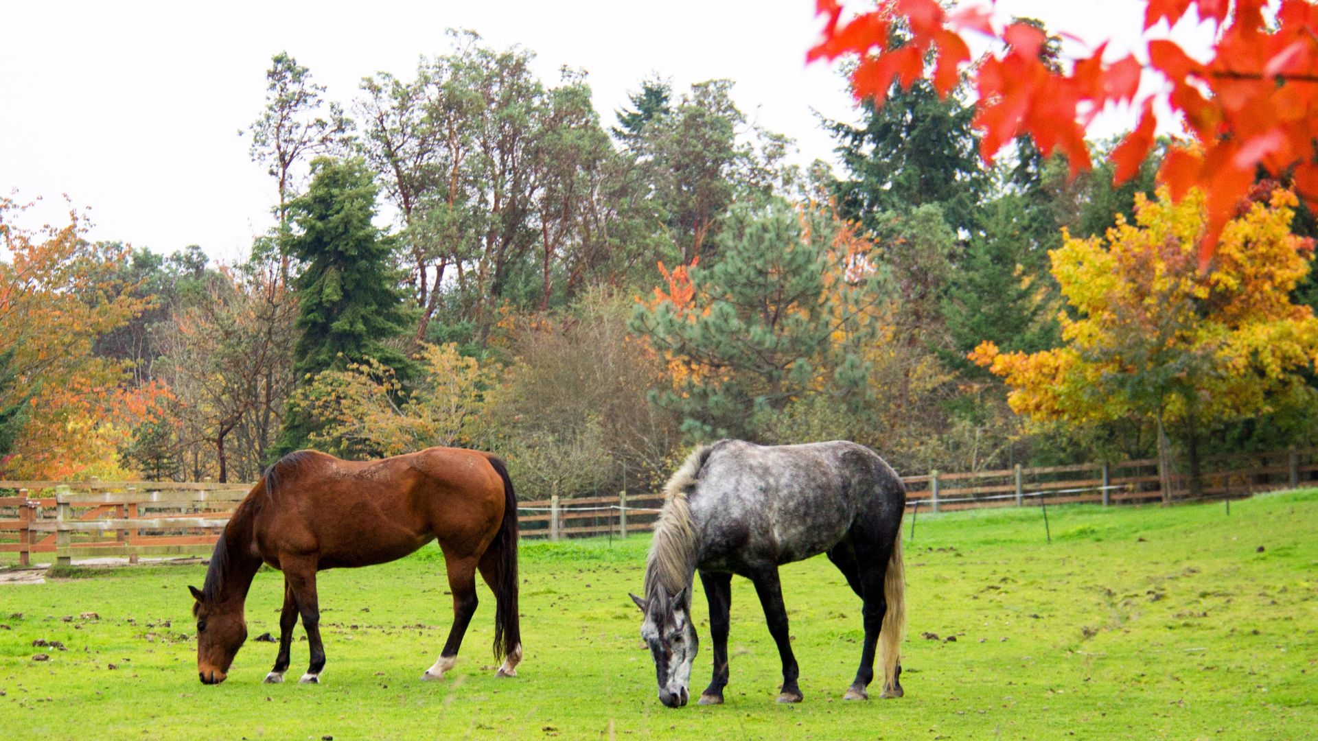 Helping Your Horse Transition To Fall: A Seasonal Care Guide
