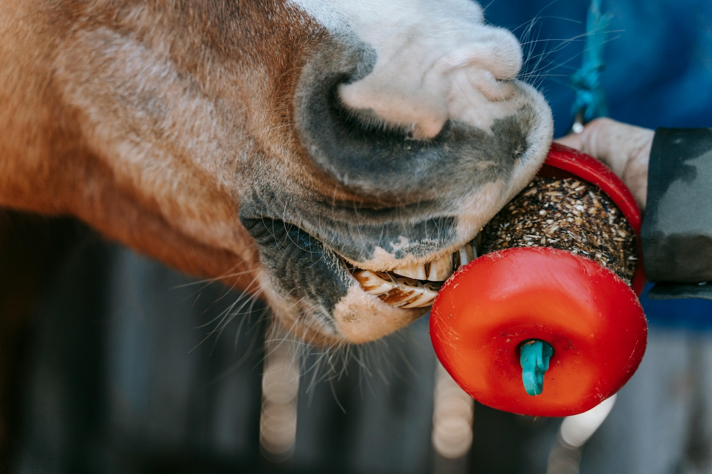 Rewarding Horses 5 Types Of Rewards For Horses